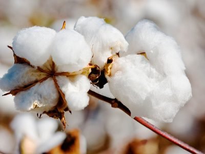 Algodão - Crédito: Shutterstock