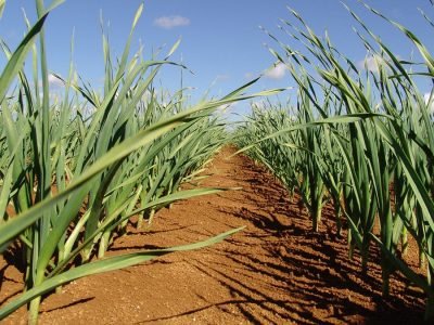 Alho - Crédito: Eduardo Sekita