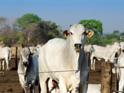 nelore cattle looking at camera in corral, white cow.