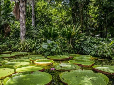 amazon-g464e5011e_640