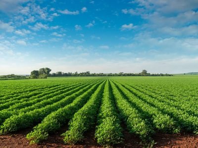 Amendoim - Créditos: shurtterstock