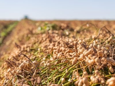 Tour del Maní Colombo percorre polos produtivos de amendoim do interior paulista  (Crédito - Divulgação)