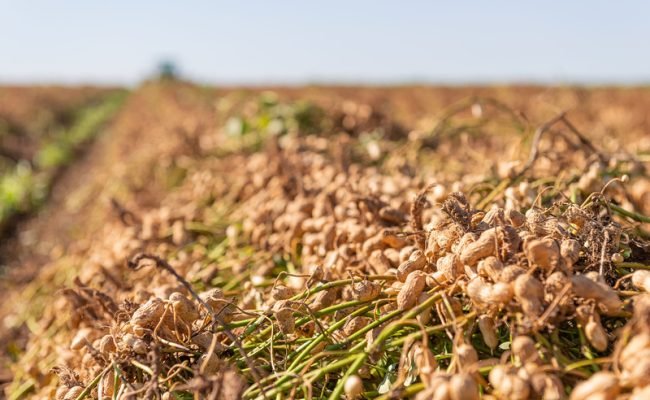 Tour del Maní Colombo percorre polos produtivos de amendoim do interior paulista  (Crédito - Divulgação)