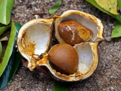 Crabwood,Tree,Seeds,Or,Andiroba,Seeds,(carapa,Guianensis),,Brazil
