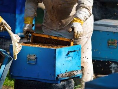 A beekeeper harvesting honey wearing protective clothing