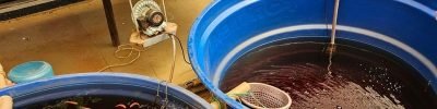 Foto de sistema aquapônico acoplado, em funcionamento na unidade IP de Pirassununga