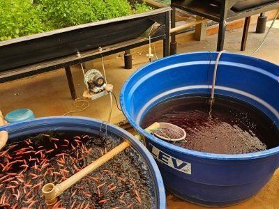 Foto de sistema aquapônico acoplado, em funcionamento na unidade IP de Pirassununga