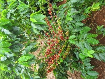 Café Arábica - Foto Alexandro Teixeira