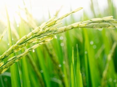 Arroz - Crédito shutterstock