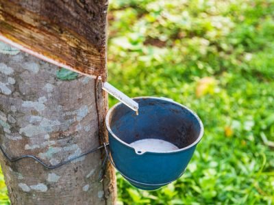 Crédito Imagem: vecteezy