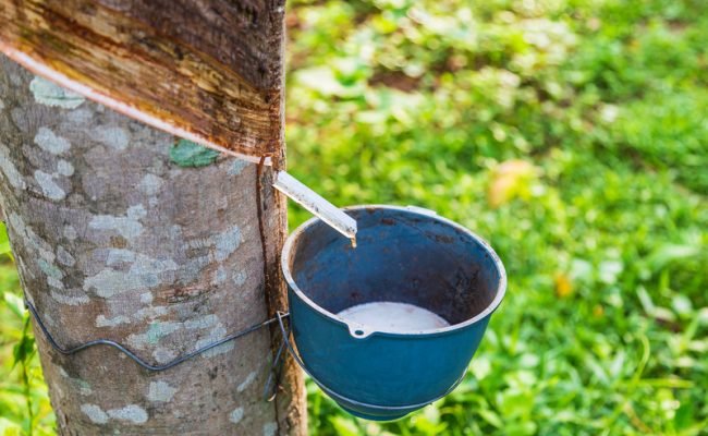 Crédito Imagem: vecteezy