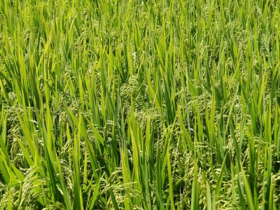Foto ilustrativa: plantação de arroz