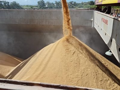 Arroz - Foto: Divulgação