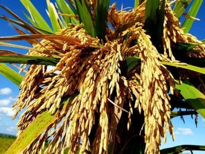 Arroz - Foto: Divulgação