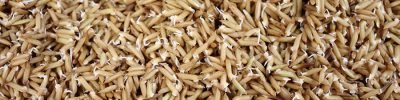 O processo de germinação aumenta o teor de compostos bioativos benéficos à saúde. Foto: Cristina Takeiti