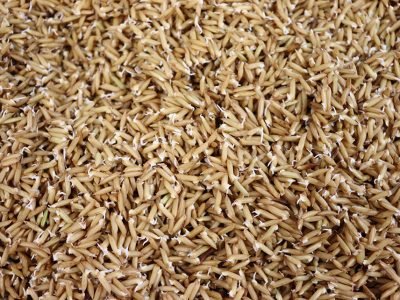 O processo de germinação aumenta o teor de compostos bioativos benéficos à saúde. Foto: Cristina Takeiti