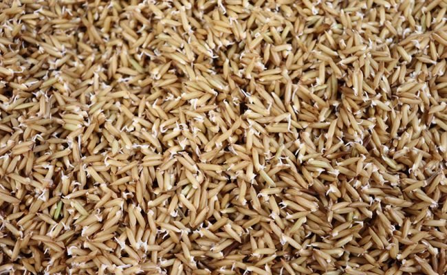 O processo de germinação aumenta o teor de compostos bioativos benéficos à saúde. Foto: Cristina Takeiti