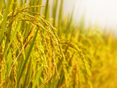 Arroz - Créditos: shurtterstock