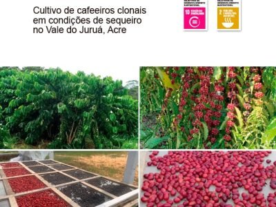 Cafeeiros canéfora cultivados sem irrigação no Acre