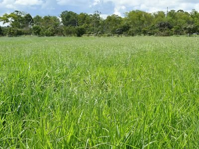 Foto: Allan Kardec Ramos