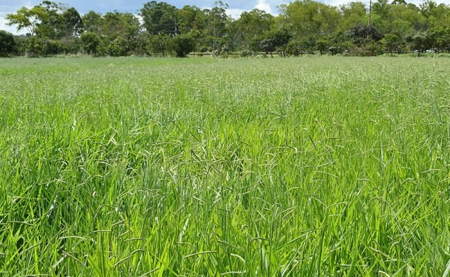 Foto: Allan Kardec Ramos