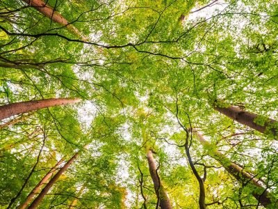 Natureza preservada em celebração ao Dia Mundial do Meio Ambiente