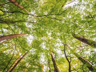 Floresta - Crédito: Freepik