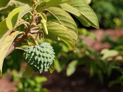 Atemoia - Crédito: Shutterstock