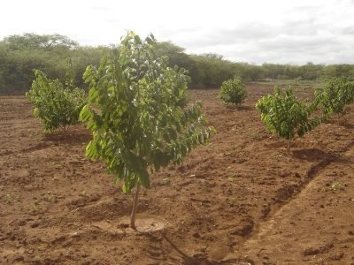 Atemoia - Crédito Gisele Ferreira