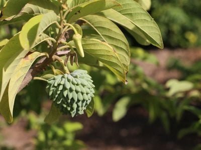 Atemoia - Créditos: Shutterstock