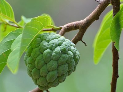 Atemoia - Créditos: Shutterstock