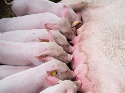 auster-cuidados-com-femeas-suinas-lactacao-impacto-arraçoamento-maternidade-foto-divulgacao-auster (Pequeno)