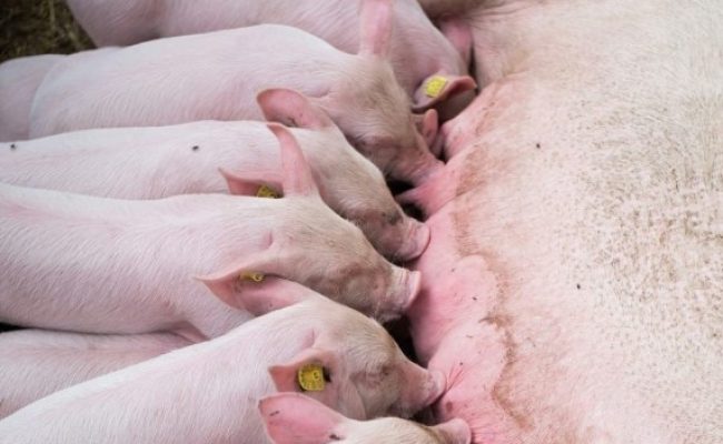 auster-cuidados-com-femeas-suinas-lactacao-impacto-arraçoamento-maternidade-foto-divulgacao-auster (Pequeno)