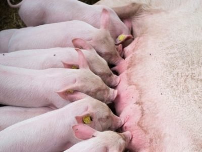 auster-cuidados-com-femeas-suinas-lactacao-impacto-arraçoamento-maternidade-foto-divulgacao-auster (Pequeno)