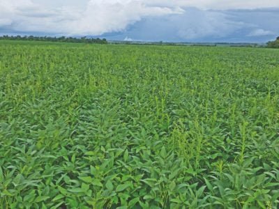 Grandes preocupações com as plantas daninhas de difícil controle