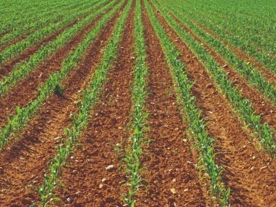 Dessecação pré-semeadura para uma boa lavoura