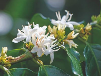 Nutrição inteligente é economia de custos no cafeeiro