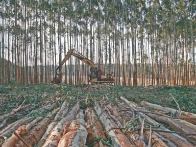Qual a influência da densidade de plantio na produção madeireira?