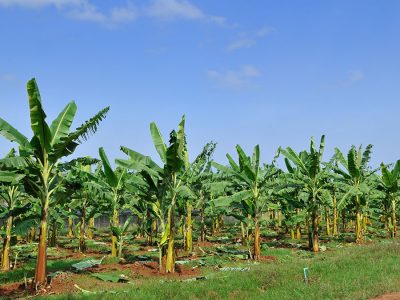 Banana - Créditos Shutterstock