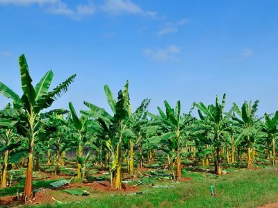 Banana - Créditos Shutterstock