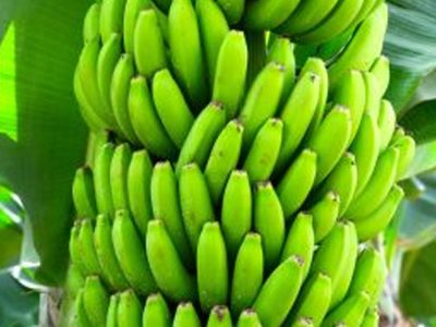 Banana - Foto: Divulgação