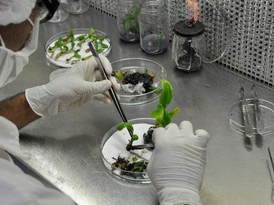 Pesquisa - Crédito Bruno de Andrade