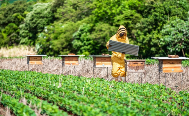Nova iniciativa da BASF Soluções para Agricultura voltada para conservação de abelhas. (Crédito: Embrapa)