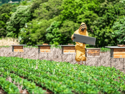 Nova iniciativa da BASF Soluções para Agricultura voltada para conservação de abelhas. (Crédito: Embrapa)