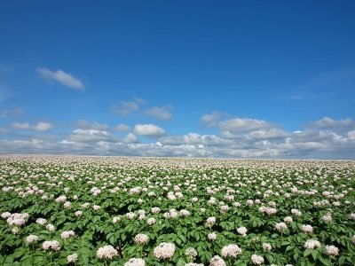 Batata - Foto: Shutterstock