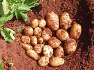 Batata - Foto: Divulgação