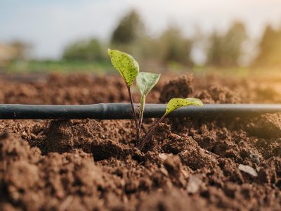 Potato plant germinating in the ground next to drip irrigation a Imagem ilustrativa / Arquivo