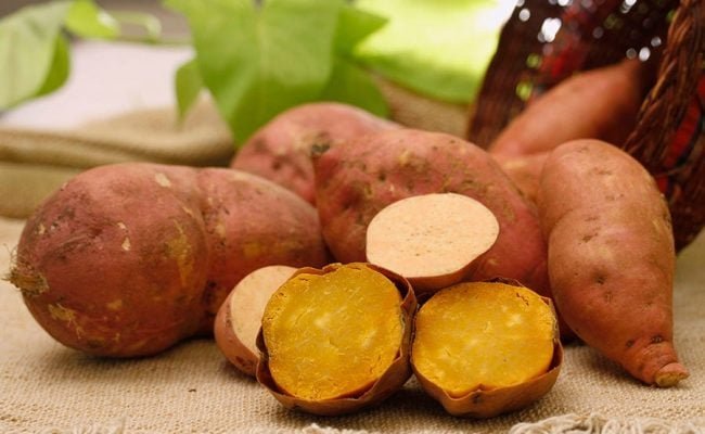 Além das suas qualidades agronômicas e nutricionais, a nova cultivar atrai consumidores com sua casca rosada e polpa amarela em tom intenso. Foto: Paulo Lanzeta