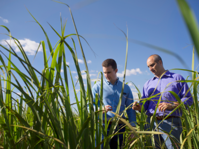 bayer-fundo-cbio-descarbonizacao-agronegocio-iwa-2026
