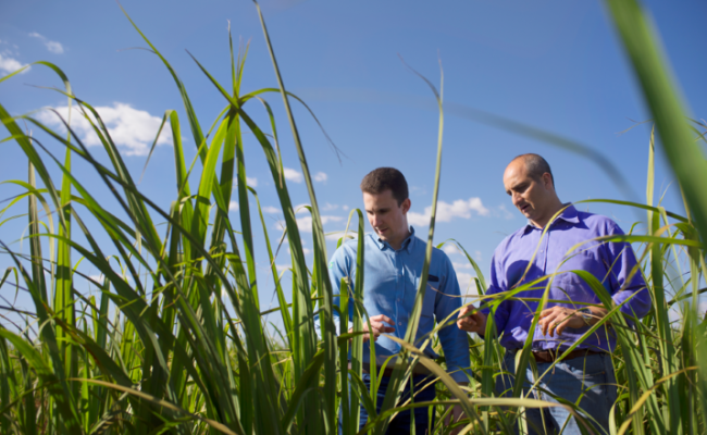 bayer-fundo-cbio-descarbonizacao-agronegocio-iwa-2026